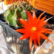 Photo of a cactus currently being identified