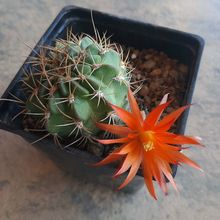 Photo of a cactus currently being identified