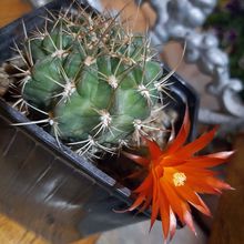 Photo of a cactus currently being identified