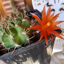 Photo of a cactus currently being identified