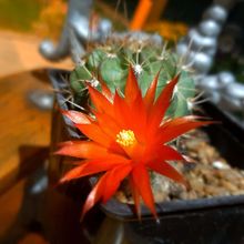 Photo of a cactus currently being identified