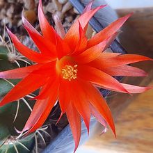 Photo of a cactus currently being identified