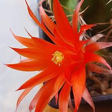 Photo of a cactus currently being identified