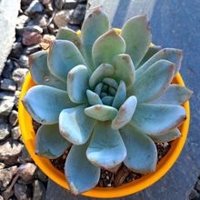 Photo of a cactus currently being identified