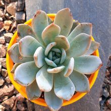Photo of a cactus currently being identified