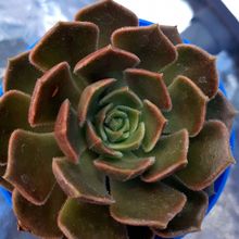 Photo of a cactus currently being identified