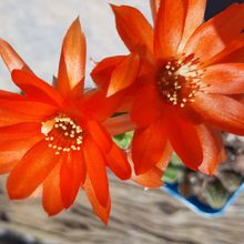 Una foto de Echinopsis chamaecereus