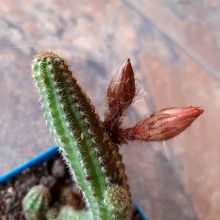 Una foto de Echinopsis chamaecereus