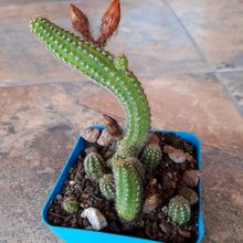 Una foto de Echinopsis chamaecereus