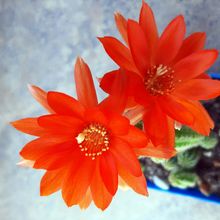 Una foto de Echinopsis chamaecereus
