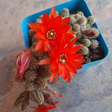 Una foto de Echinopsis chamaecereus