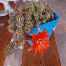 Una foto de Echinopsis chamaecereus