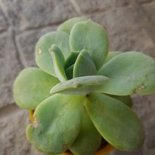 A photo of Graptoveria Lovely Rose