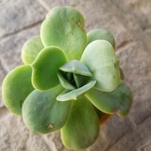 A photo of Graptoveria Lovely Rose