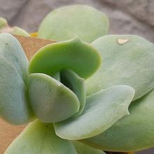 A photo of Graptoveria Lovely Rose