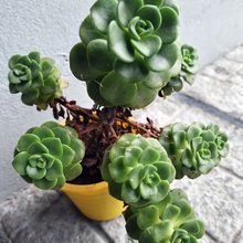 Una foto de Aeonium Lily Pad (Aichryson tortuosum ssp. bethencourtianum x Aeonium lindleyi) (HIBRIDO)