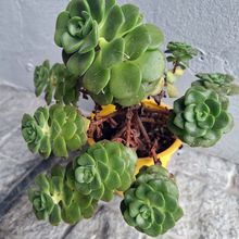 Una foto de Aeonium Lily Pad (Aichryson tortuosum ssp. bethencourtianum x Aeonium lindleyi) (HIBRIDO)