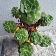 Una foto de Aeonium Lily Pad (Aichryson tortuosum ssp. bethencourtianum x Aeonium lindleyi) (HIBRIDO)