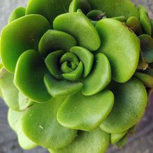 Una foto de Aeonium Lily Pad (Aichryson tortuosum ssp. bethencourtianum x Aeonium lindleyi) (HIBRIDO)