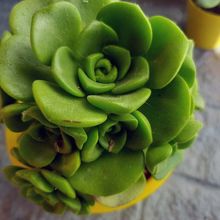 Una foto de Aeonium Lily Pad (Aichryson tortuosum ssp. bethencourtianum x Aeonium lindleyi) (HIBRIDO)