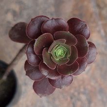 Photo of a cactus currently being identified