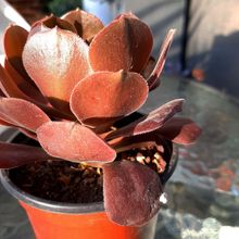 Photo of a cactus currently being identified