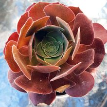 Photo of a cactus currently being identified