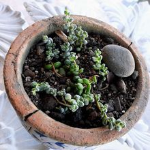 Photo of a cactus currently being identified