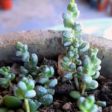 Photo of a cactus currently being identified