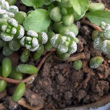 Photo of a cactus currently being identified