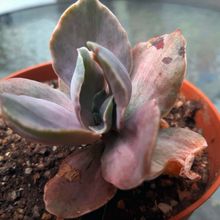 Photo of a cactus currently being identified