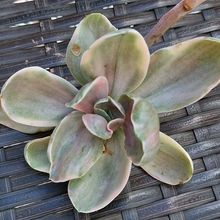 Photo of a cactus currently being identified