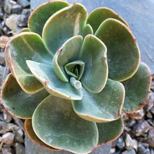 Una foto de Echeveria Mandala (HIBRIDO)