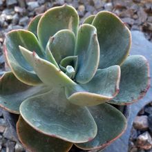 Una foto de Echeveria Mandala (HIBRIDO)
