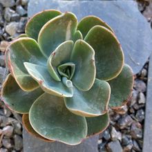 Una foto de Echeveria Mandala (HIBRIDO)