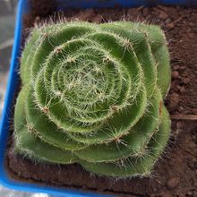 Una foto de Crassula barbata