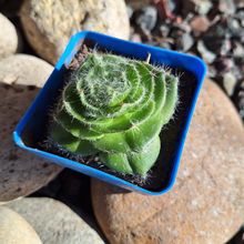 Una foto de Crassula barbata