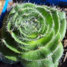Una foto de Crassula barbata