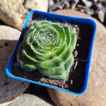 Una foto de Crassula barbata