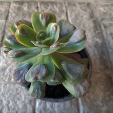 Echeveria Pagoda (HIBRIDO)