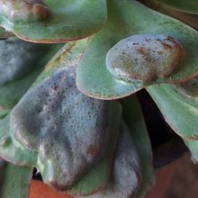 Una foto de Echeveria Pagoda (HIBRIDO)