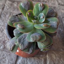 Una foto de Echeveria Pagoda (HIBRIDO)