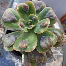 Una foto de Echeveria Pagoda (HIBRIDO)