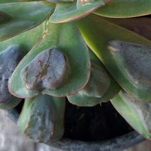 Una foto de Echeveria Pagoda (HIBRIDO)