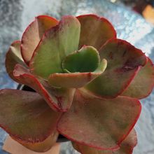 Echeveria Miss Sophie (HIBRIDO)