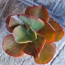 Una foto de Echeveria Miss Sophie (HIBRIDO)