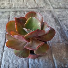 Una foto de Echeveria Miss Sophie (HIBRIDO)