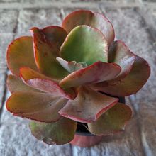 Una foto de Echeveria Miss Sophie (HIBRIDO)