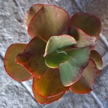 Una foto de Echeveria Miss Sophie (HIBRIDO)