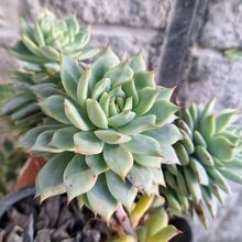 A photo of Echeveria Tippy (HIBRIDO)
